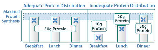daily protein intake Sarcopenia